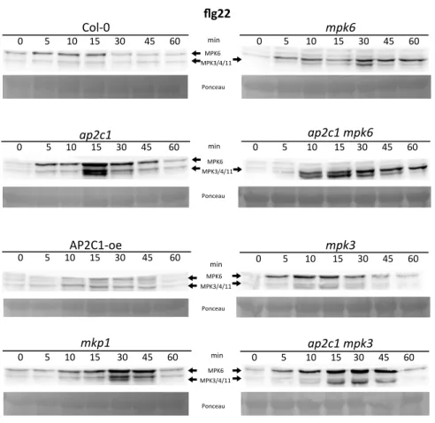 Figure S2. Analysis of MAPK activation in plants by flg22.  