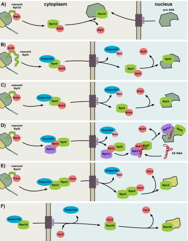 Figure 3. The different functional roles of dedicated chaperones on the path of their r-protein clients to their pre-ribosomal assembly sites.