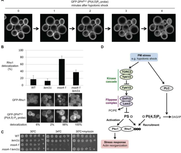 Fig. 5. Inhibition of the Lem3-containing flippase compensates for the loss of PI(4,5)P 2 