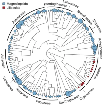 Fig. 1. Phylogeny of angiosperms palatability (n = 133). The trait mapped correspond to the mean larval weight (square root  trans-formed) of Spodoptera littoralis after 5 days of feeding on leaf plant samples, as a measure of plant palatability