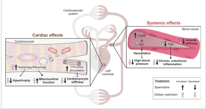 Figure 1. Spermidine improves cardiovascular health similar to caloric restriction. Comparison of the molecular and cellular changes induced by dietary spermidine rele- rele-vant to cardiovascular health is depicted