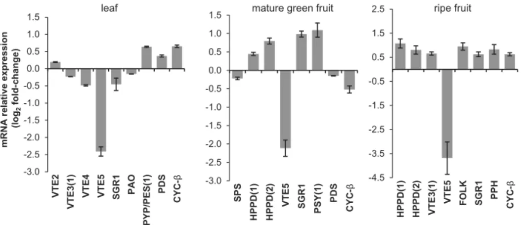 Fig. 8.  Changes in gene expression levels of some key isoprenoid metabolism-related genes resulting from SlVTE5 down-regulation in both leaves  and fruits.The amount of mRNA of the enzyme-encoding genes shown in Fig. 1 was quantiﬁed