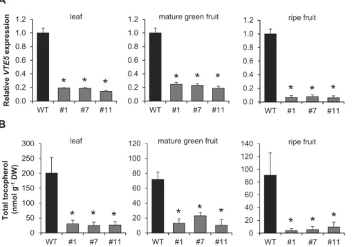 Fig. 2.  Down-regulation of SlVTE5 expression and tocopherol content in SlVTE5-RNAi transgenic lines