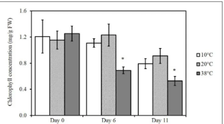 FIGURE 2 | Changes in chlorophyll content in tomato leaves exposed to different temperatures