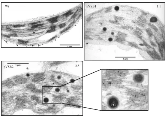 Fig. 2 Ultrastructure of plastoglobules in transplastomic lines. Sam- Sam-ples of intact leaf tissue from wild-type and transplastomic lines pVSB1 (1.1) and pVSB2 (2.5) were ﬁxed, stained and observed by transmission electron microscopy