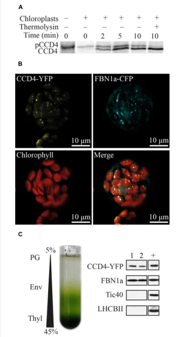 FIGURE 1 | Plastoglobule localization of CCD4. (A) Pre-[ 35 S]