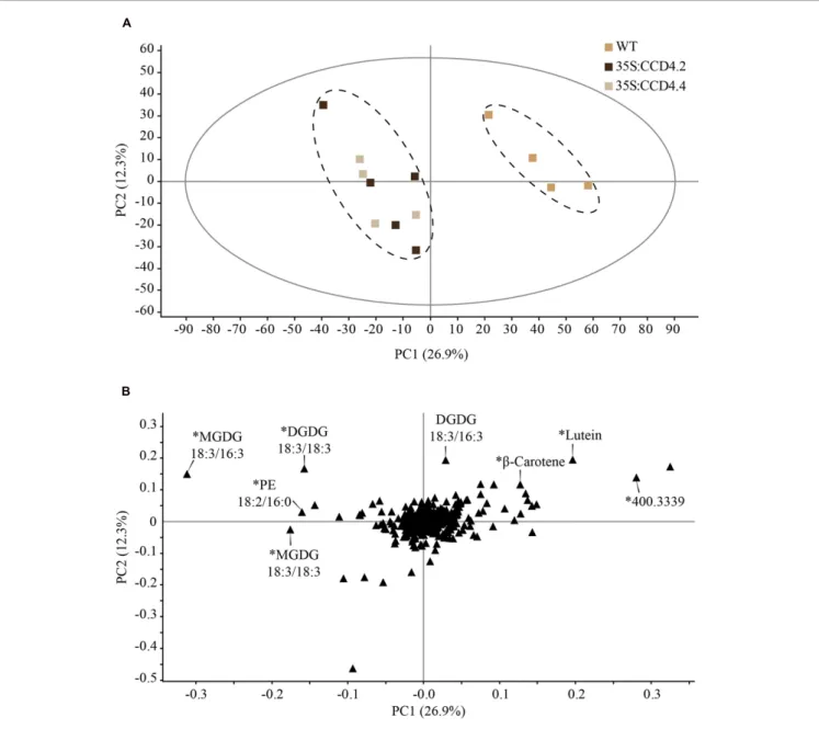 FIGURE 4 | Constitutive expression of CCD4 resulted in a distinct lipid profile during dark-induced senescence in leaves when compared with WT.