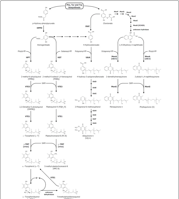 Figure 1 Biosynthetic pathways of tocopherol, plastoquinol, plastochromanol, ubiquinone, and phylloquinone in Arabidopsis .
