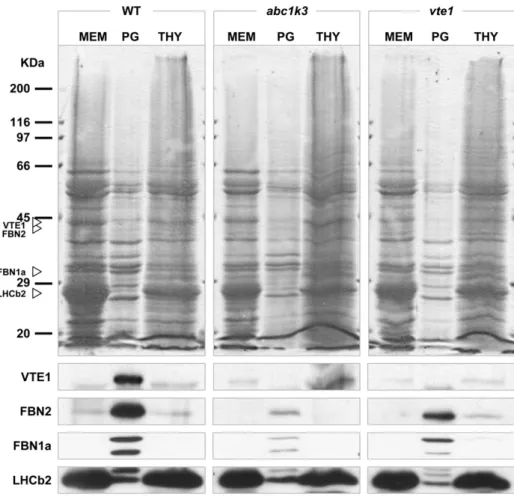 Figure 5. Western-blot analysis on purified chloroplast subfractions. Total proteins were extracted from total chloroplast membranes (MEM),  plas-toglobules (PG) and thylakoids (THY).