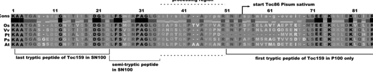 Figure 9. Alignment of the junction region between A- and G-domains of the Toc159 proteins of Oryza sativa (Os), Vitis vinifera (Vv), Populus trichocarpa (Pt), Pisum sativum (Ps), and Arabidopsis thaliana (At)