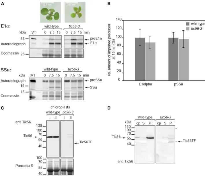 Figure 5. Import ability of chloroplasts isolated from the pale-green tic56-3 mutant. A, In vitro chloroplast protein import assay with chloroplasts isolated from 27-d-old wild-type and tic56-3 seedlings