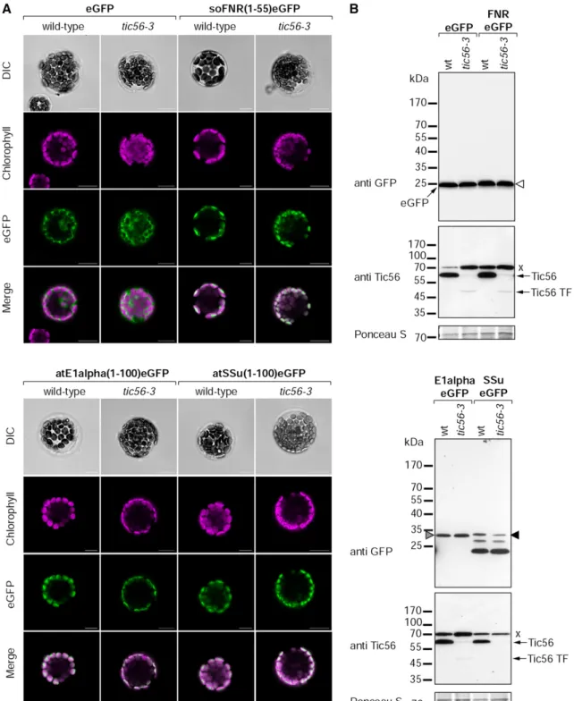 Figure 6. In vivo chloroplast targeting of three different import substrates in wild-type (wt) and tic56-3 protoplasts
