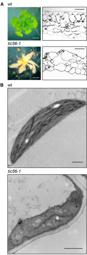 Figure 2. Disturbed leaf morphology and plastid development in tic56-1 plants. A, Leaf cross sections of 8-week-old wild-type (wt) and tic56-1 plants show disordered tissue and lack of chloroplasts of tic56-1 leaves