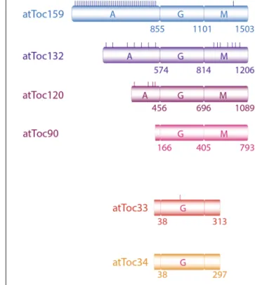 FIGURE 1 | The translocon of outer membrane complex includes two GTPase-receptors Toc159 and Toc34
