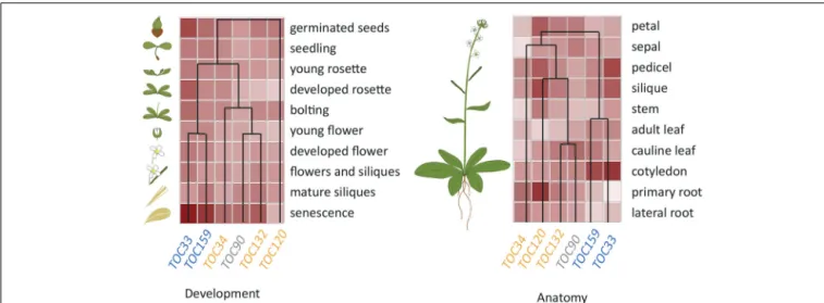 FIGURE 2 | Hierarchical Cluster analysis of Arabidopsis Toc receptor gene expression. TOC complexes consist of the assemblies of two different receptors from two separate GTPase families, Toc159/-132/-120/-90 and Toc33/-34, respectively, together with the 
