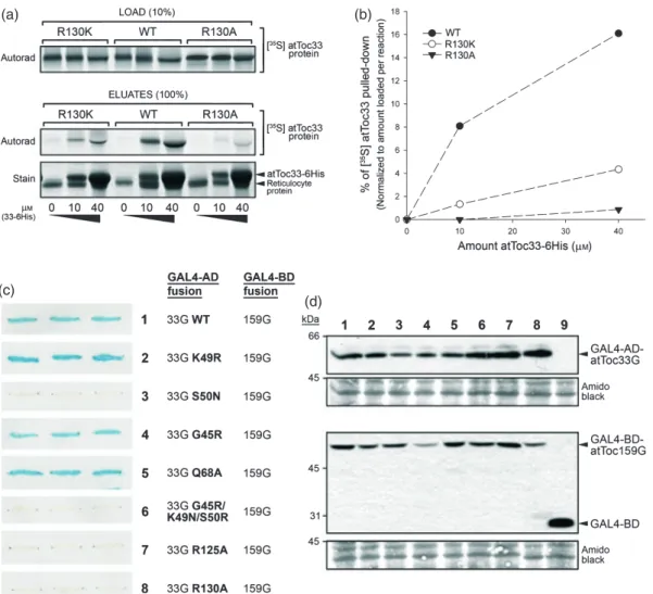 Figure 5. Homodimerization and heterodimerization of selected atToc33 mutants.