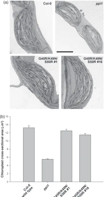 Figure 7. Immunoblots showing the expression of atToc33 proteins in the transgenic ppi1 plants.