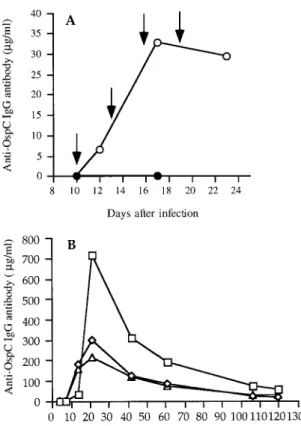 Figure 2. Kinetics of serum OspC-specific IgG Ab after pas- pas-sive (A) or active (B) immunization with GST-OspC