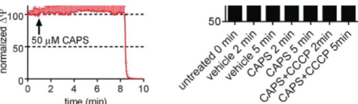Fig. 5E), which was strongly blocked by U-73122 pre-treatment (Fig. 5F). This indicated that the inositol phospholipid pathway is indeed intact in NIH-3T3 cells, but that stimulation of ectopic TRPV1 was unable to induce this activation