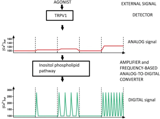 Fig. 6. Proposed model for the role of TRPV1 channels in signal transmission. The observed CAPS-evoked Ca 2+ signal is mainly the result of the activated phospholipid pathway