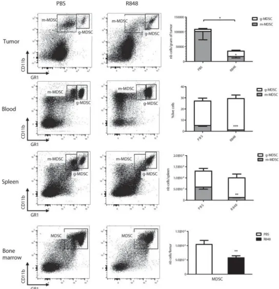 Figure 1. TLR7 stimulation decreases the number of MDSC in CT26 tumor-bearing mice. Flow cytometry analysis of MDSC subpopulations in different organs from CT26 tumor-bearing mice that were injected twice at a 24-h interval with 25 m g of R848 or with PBS 