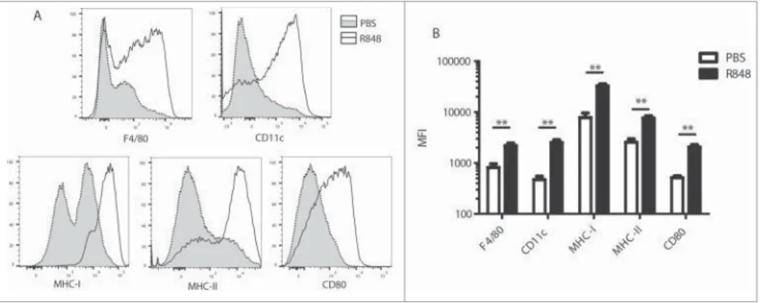 Figure 2. TLR7 stimulation induces the maturation and differentiation of MDSC in tumor-bearing mice