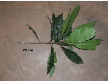 table 1 and figure 2). N 5 29 chimpanzees of the Sonso community engaged in one or both experiments, but no one used or produced a stick to access the honey although N 5 7 manufactured leaf-sponges (2009 study: N 54; this study: N 5 3)