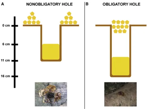 Figure 1. Schematic Representation of the Two Experimental Conditions of Honey Presentation (A) Experiment 1