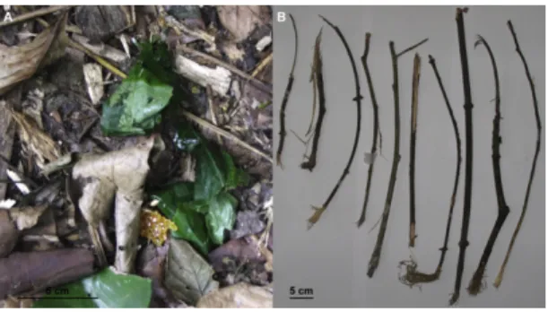 Figure 2. Tools Used by the Chimpanzees during Honey Acquisition (A) Wedges of leaves manufactured by chimpanzees at Budongo during experiment 1.