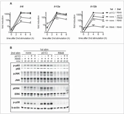 Figure 2. Sequential PRR stimulation of BMDC enhances cytokine mRNA expression and NFkB and MAP kinase signaling
