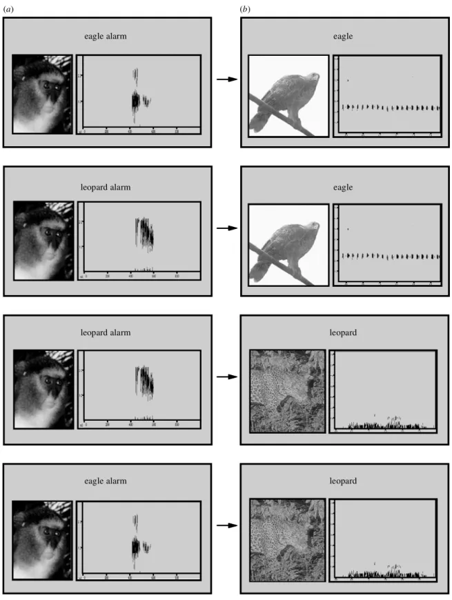 Figure 1. Design of the prime^probe experiment. (Photograph of leopard: David Jenny.) (a) Prime, Campbell’s alarm calls (b) probe, predator vocalizations.
