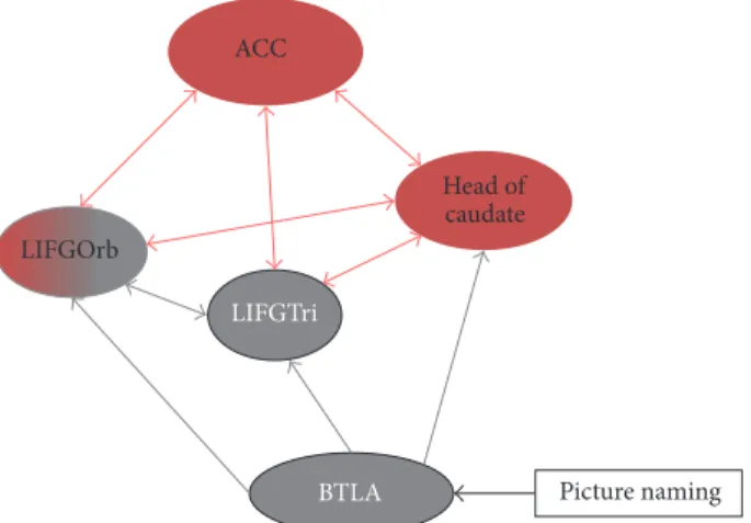 Figure 2: The structure of language-control network. This network was proposed by Abutalebi et al