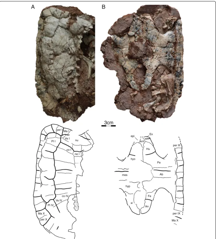 Fig. 4 Shell of IVPP V18093, holotype, Sichuanchelys palatodentata n. sp., Late Jurassic (Oxfordian), Shishugou Formation, Wucaiwan, Xinjiang, China, in dorsal (a) and ventral (b) view