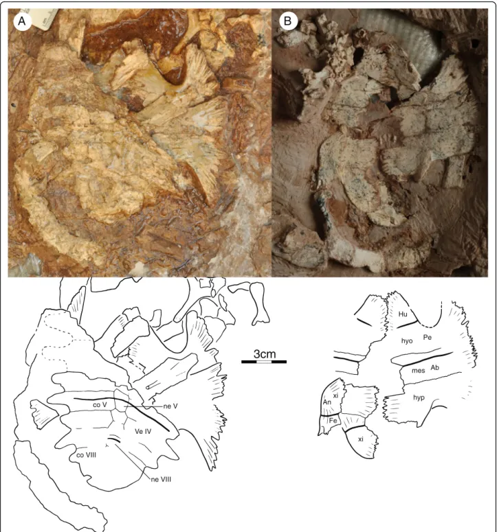 Fig. 5 Sichuanchelys palatodentata n. sp., Late Jurassic (Oxfordian), Shishugou Formation, Wucaiwan, Xinjiang, China