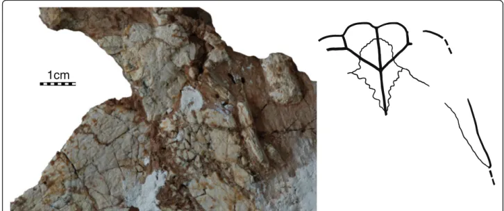 Fig. 6 Sichuanchelys palatodentata n. sp., Late Jurassic (Oxfordian), Shishugou Formation, Wucaiwan, Xinjiang, China