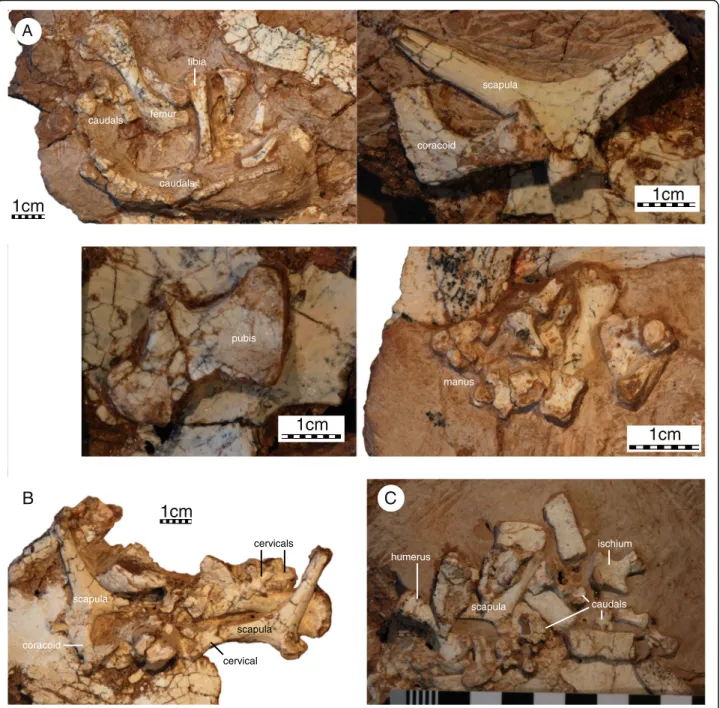 Fig. 7 Sichuanchelys palatodentata n. sp., Late Jurassic (Oxfordian), Shishugou Formation, Wucaiwan, Xinjiang, China