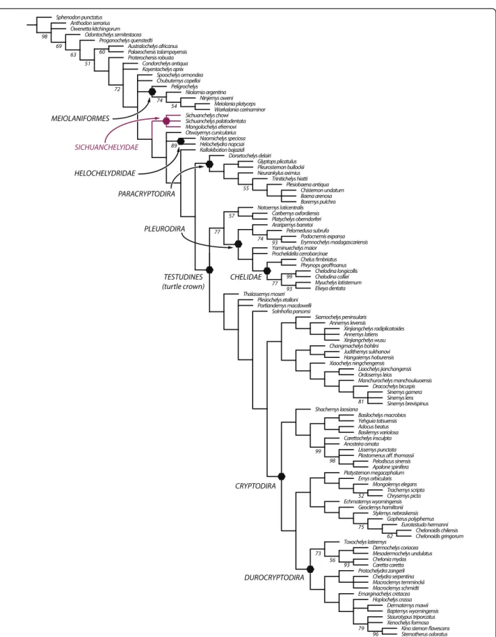 Fig. 8 A strict consensus tree of 550 most parsimonious trees with 960 steps resulting from phylogenetic analysis