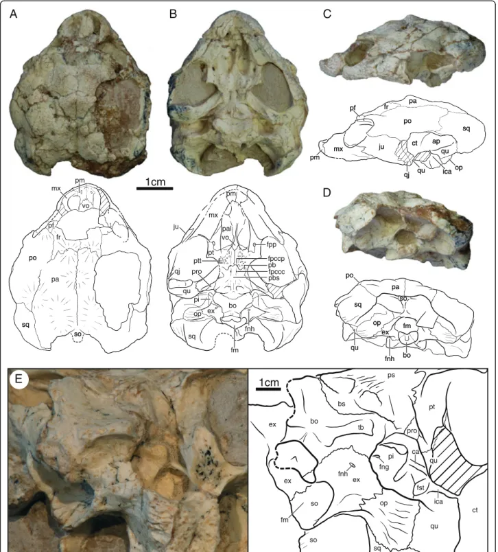 Fig. 1 Skull of IVPP V18093, holotype, Sichuanchelys palatodentata n. sp., Late Jurassic (Oxfordian), Shishugou Formation, Wucaiwan, Xinjiang, China, in dorsal (a), ventral (b), left lateral (c), posterior (d), and oblique view focused on the basicranial r
