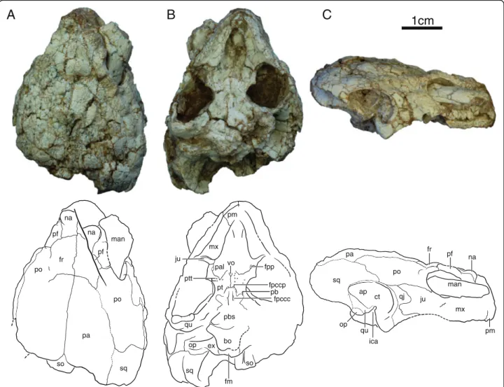 Fig. 2 Skull of IVPP V18094, Sichuanchelys palatodentata n. sp., Late Jurassic (Oxfordian), Shishugou Formation, Wucaiwan, Xinjiang, China, in dorsal (a), ventral (b), and right lateral view (c)