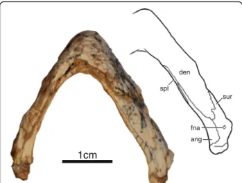 Fig. 3 Mandible of IVPP V18093, holotype, Sichuanchelys palatodentata n.