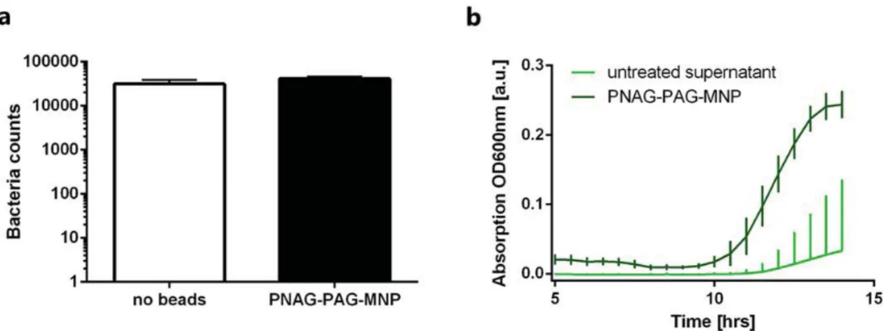 Figure S1:  Bacteria samples incubated with PNAG-PAG-MNP show normal growth rate compared to  controls (no beads)(a)