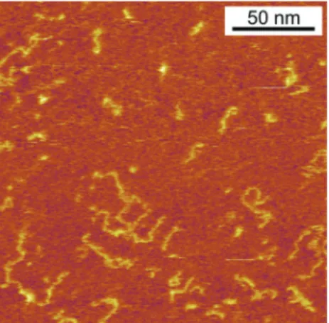 Fig. 6 AFM image of P1 shows random coil conformation and no high- high-order structure.