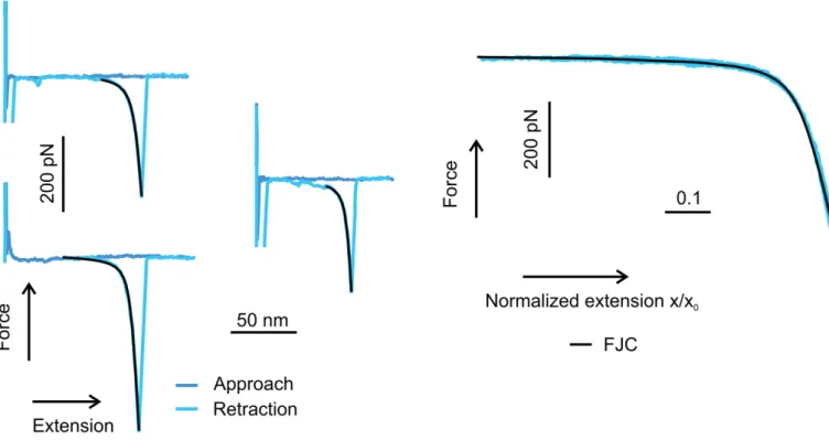 Figure S10: Force versus extension profiles and normalized force versus extension profiles of P1 together with the FJC curve