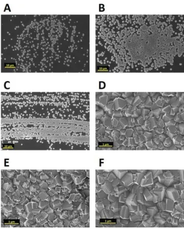 Figure 3. Scanning electron micrographs of samples S3 − S8 (A − F, respectively) produced with 0 − 60 min of incubation and subsequent hour of growth