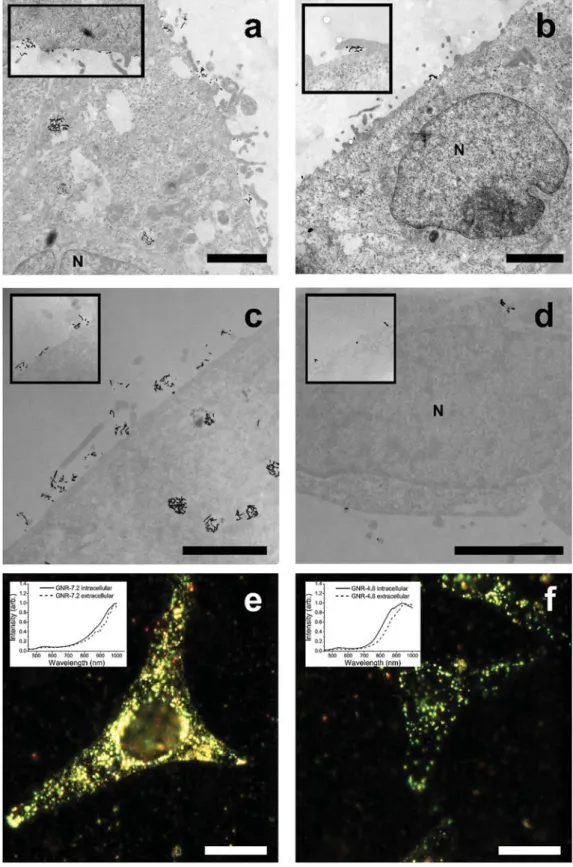 Fig. 5 Microscopy of A549 epithelial cells incubated with gold nanorods. Representative TEM micrographs of embedded, stained, and sectioned A549 and HeLa cells after incubation for 4 h with reshaped GNRs (40 μg mL −1 ): (a) A549 with GNR-7.2, (b) A549 with