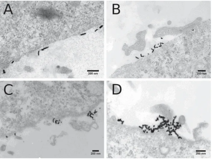 Fig. S12. TEM of A549 cells with intracellular GNRs. Representative TEM micrographs  of embedded, stained, and sectioned A549 cells after incubation for 4 h with reshaped  GNRs (40 μg.mL -1 ): (A-B) GNR-7.2, (C-D) GNR-4.8, (E-F) GNR-2.6, and (G-H) GNR-1.9