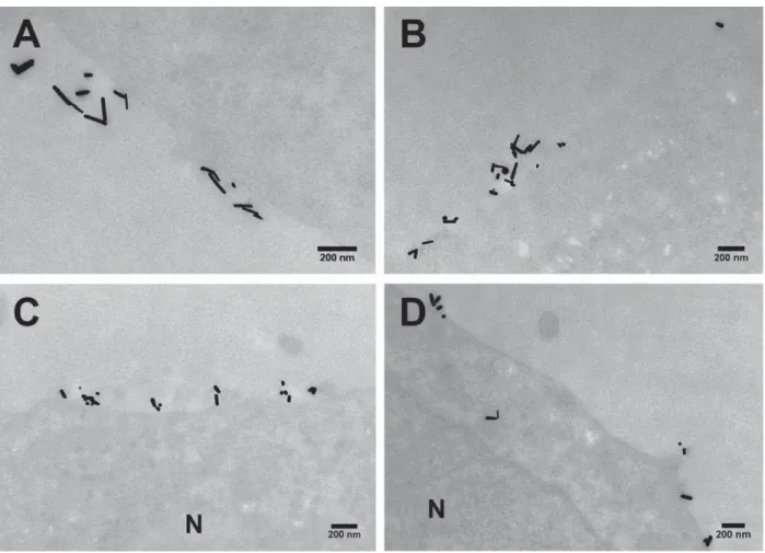 Fig. S14. TEM of HeLa cells with intracellular GNRs. Representative TEM micrographs  of embedded, stained, and sectioned HeLa cells after incubation for 4 h with reshaped  GNRs (40 μg.mL -1 ): (A-B) GNR-7.2, (C-D) GNR-4.8, (E-F) GNR-2.6, and (G-H) GNR-1.9