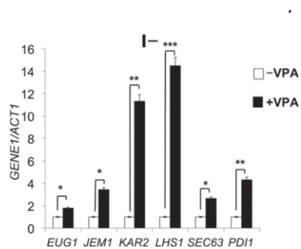 FIGURE 5. VPA increases expression of ER chaperones. WT cells were grown as described in the legend to Fig