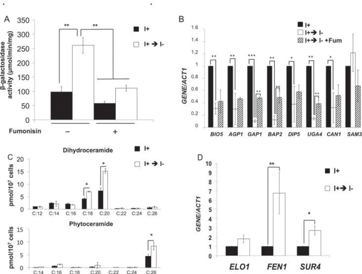FIGURE 8. Model; VPA induces the UPR pathway by increasing intracellu- intracellu-lar ceramide levels