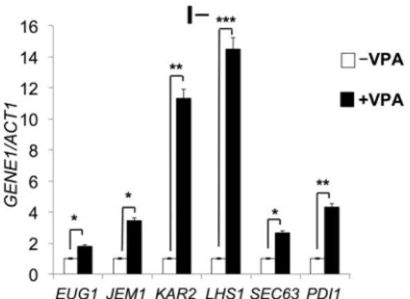 FIGURE 5. VPA increases expression of ER chaperones. WT cells were grown as described in the legend to Fig